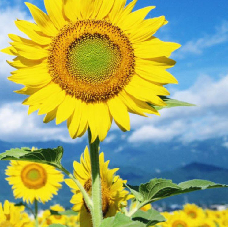 ทานตะวัน / ซอง 15 เม็ด (A280)