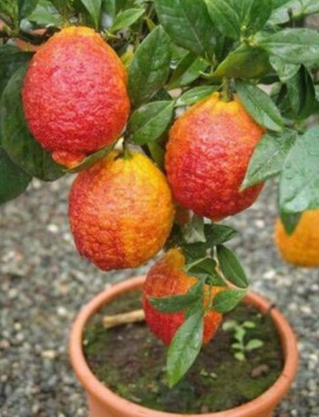 เลม่อนแดง (Red Lemon / Blood Orange) / 10 เม็ด (Vietnam)