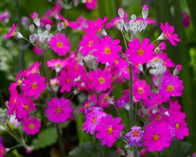พริมูลา รอยัลตี้ พิ้งค์ (Primula Royalty Pink) / 50 เม็ด (Australia)