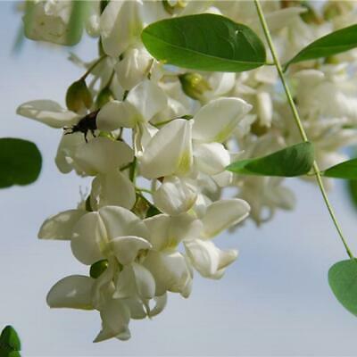 แบล็ค โลคัส (Black locust) / 50 เม็ด (Portugal)
