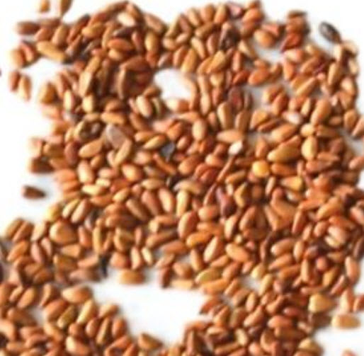 กุหลาบเลื้อย สีทอง / 100 เม็ด (PT6)