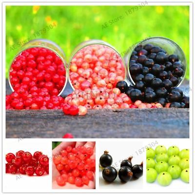 เคอแร้นท์ คละ (mixed currants) / 50 เม็ด
