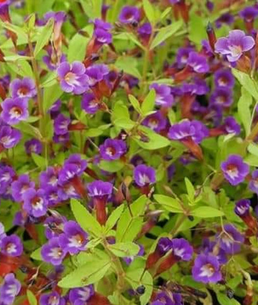 ผักแขยง ผักแขยงนา กะแยงแดง กะแยง กะออม ผักพา / 800 เม็ด *