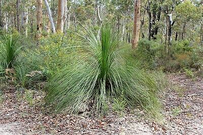 หญ้าออสเตรเลีย Eastern Coastal Grass / 10 เม็ด (Australia)