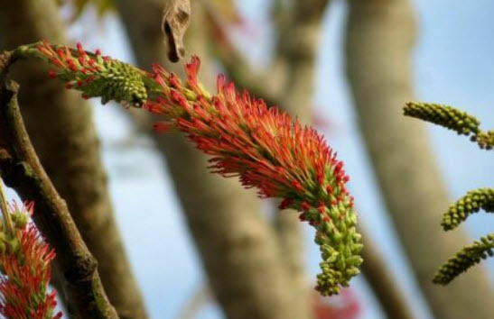 สะเดาช้าง (Pink Cedar Tree) / 15 เม็ด (France)