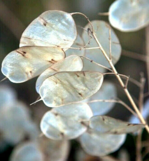 มันนี่ แพล้นท์ (Money Plant) / ซิลเวอร์ ดอลล่าร์ (Silver Dollar) / 50 เม็ด (USA)