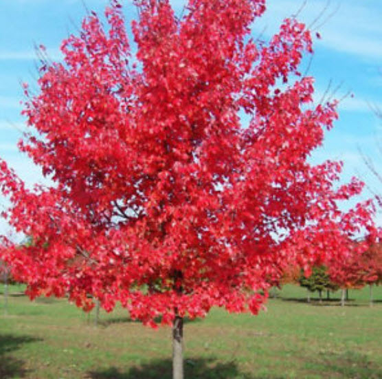 เมเปิ้ล (Maple) สีแดง / 30 เม็ด