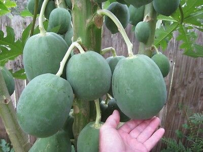 มะละกอ ฟลอริด้า โกลด์ (Florida Gold Papaya) / 10 เม็ด (USA)