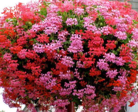เจอราเนียมไอวี่ (Ivy Leaf Geranium) คละ / 5 เม็ด (UK)