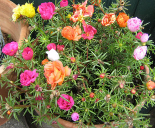 แพรเซี่ยงไฮ้ (Moss Rose) ซ้อน คละ / 3,500 เม็ด (UK)