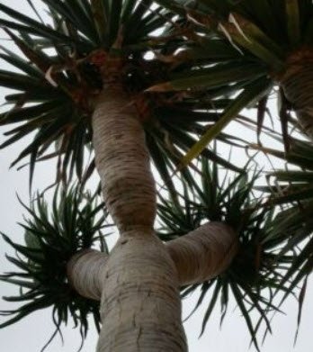 ดราแคนน่า (Dracaena) / 5 เม็ด (Italy)