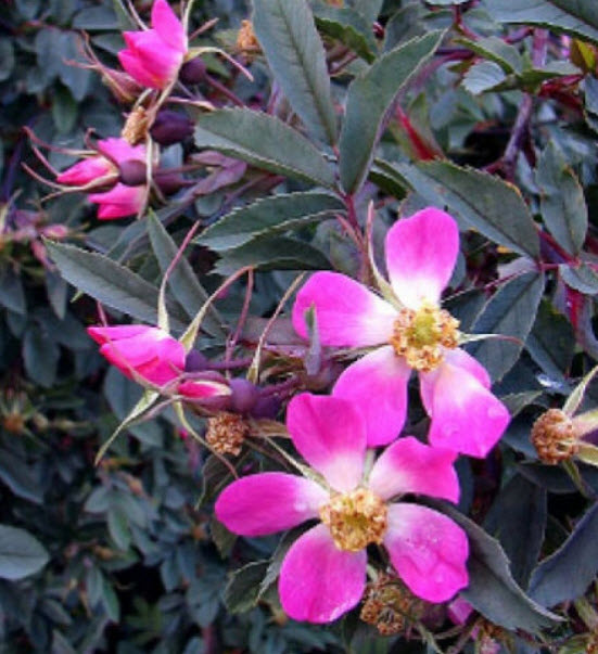 กุหลาบเรดลีฟ (Redleaf Rose) / 5 เม็ด (USA)