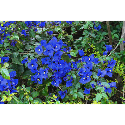 เฟื่องฟ้า (Bougainvillea) สีน้ำเงิน / 50 เม็ด (China) อ่านเงื่อนไขก่อนสั่งซื้อค่ะ