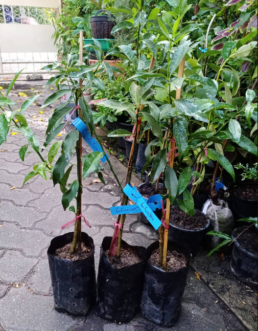 ต้นส้ม คัมควอท Kumquat ส้มกินทั้งเปลือก สูง 40-50 ซ.ม. ส้มกิมจ๊อ