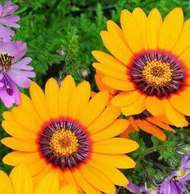 เดซี่ โซลาร์ ไฟร์ (Solar Fire Daisy) / 140 เม็ด (UK)