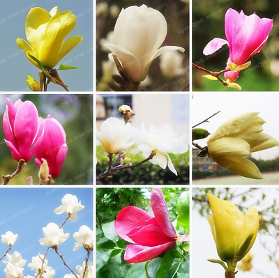 แม็กโนเลีย ยูหลาน (Magnolia Yulan) คละ / 25 เม็ด