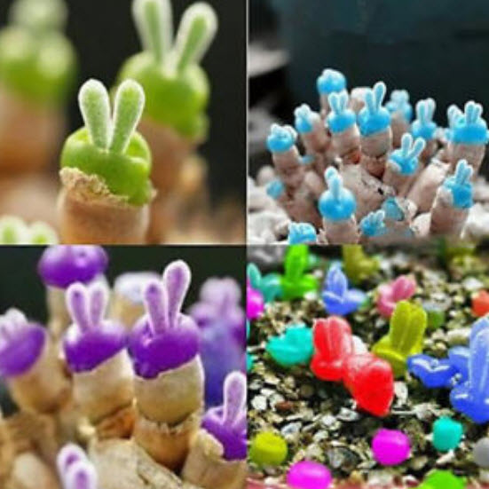 หูกระต่าย (Rabbit Shape Succulents) คละสี / 100 เม็ด