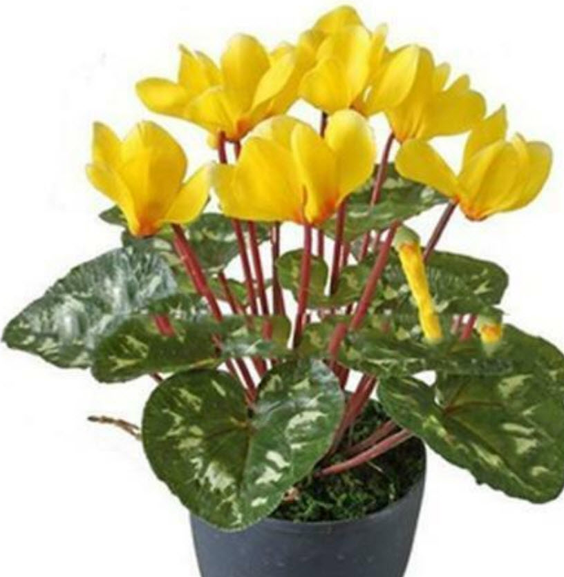 ไซคลาเมน (Cyclamen) สีเหลือง / 20 เม็ด (Malaysia)