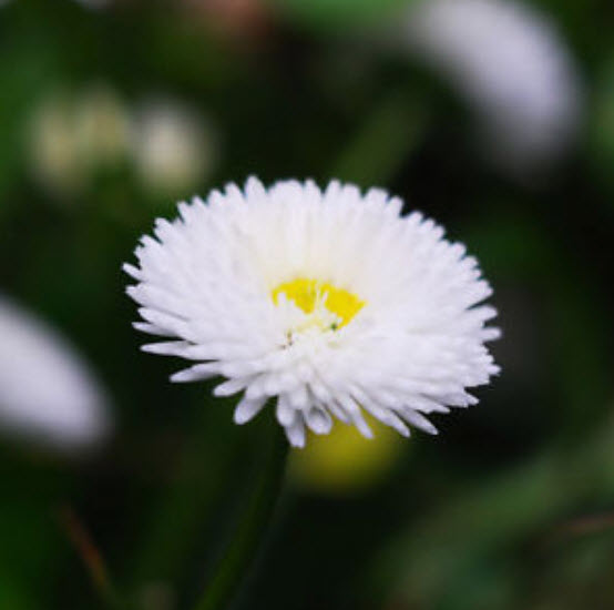 เดซี่ (Daisy) สีขาว / ซอง 50 เม็ด (A228)