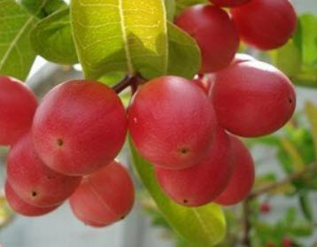 มะนาวโห่ / 25 เม็ด