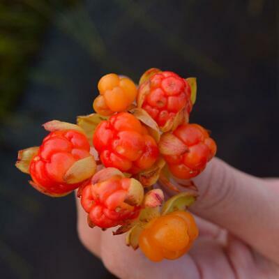 คลาวด์เบอรี่ (Cloudberry) / 20 เม็ด (นอก)