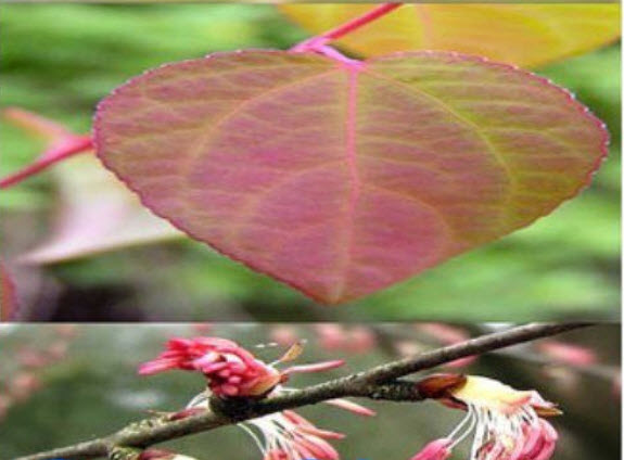 คัทซึระ ญี่ปุ่น (Japanese Katsura) / 100 เม็ด (UK)