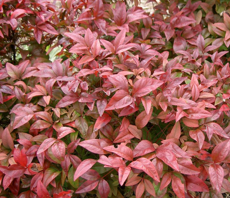 นันเตง หรือไม้ไผ่สวรรค์ (Nandina Domestica) / 5 เม็ด (France)