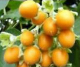 ทามาริลโล (Tamarillo) เหลือง / 10 เม็ด (Australia)