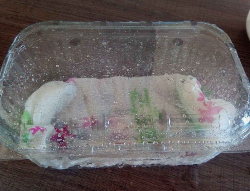 วิสทีเรียญี่ปุ่น วิสทีเรียดอกสีขาว / 5 เม็ด (Malta)