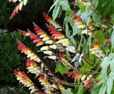 เขี้ยวมณี (Jungle Queen) / 20 เม็ด (Portugal)