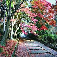 เซลโคว่าญี่ปุ่น (Zelkova Japanese) / 10 เม็ด (Australia)
