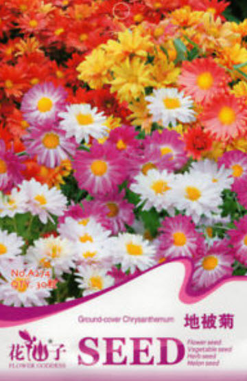 เบญจมาศ คลุมดิน คละสี / ซอง 30 เม็ด (A274)