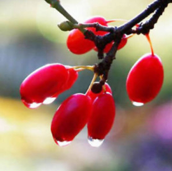 มิราเคิล (Miracle) / 10 เม็ด