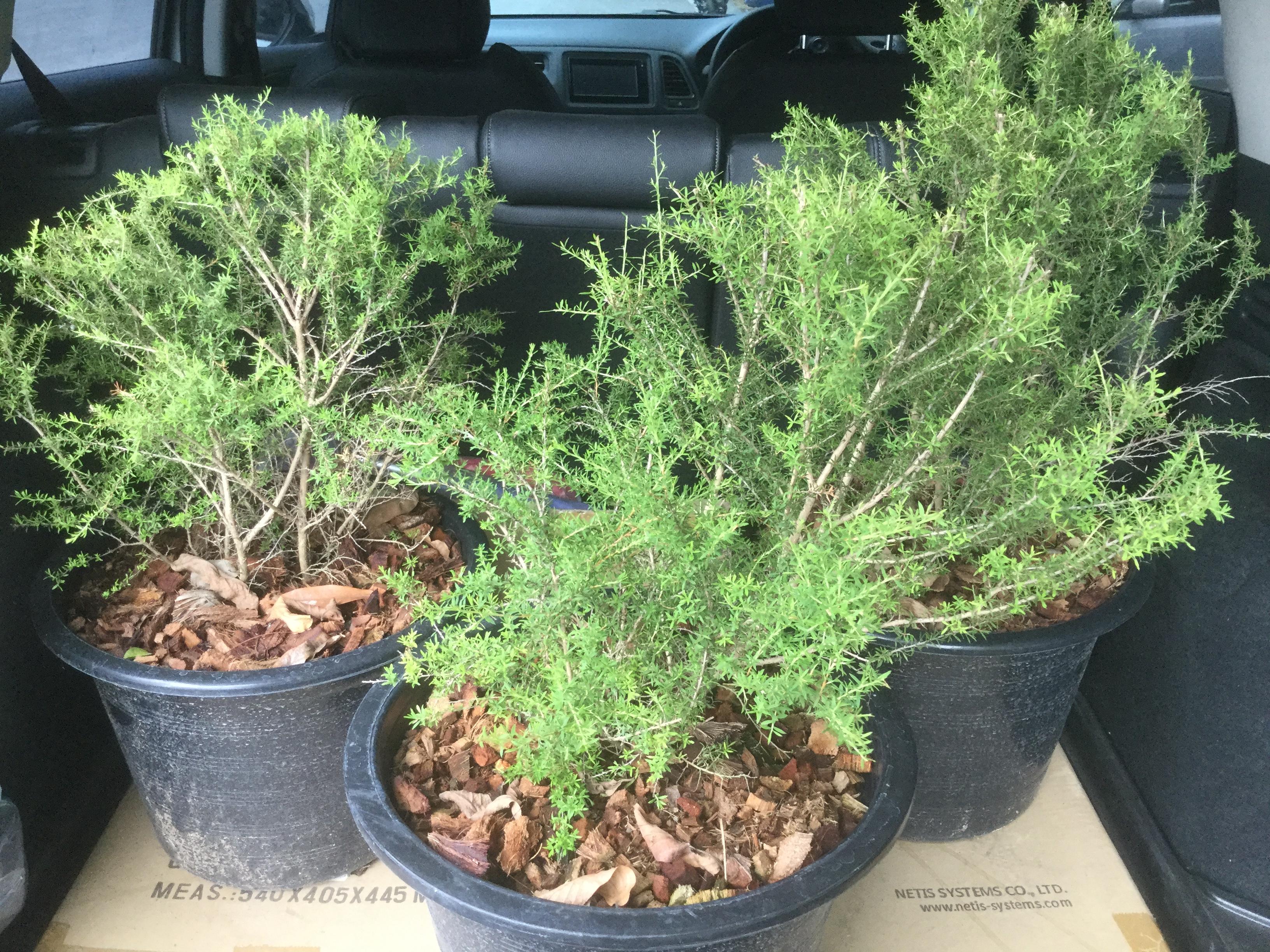 ต้นมานูก้า ดอกสีขาว (Manuka) กระถาง 6 นิ้ว