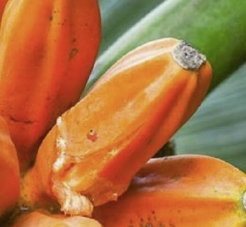 กล้วยน้ำผึ้ง (Honey banana) หรือมูซา จอห์นซี (Musa johnsii) / 2 เม็ด (Portugal)