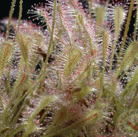 หยาดน้ำค้างอัฟริกัน (Drosera Nidiformis) / 5 เม็ด (Spain)