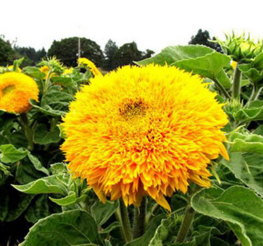 ทานตะวัน เท็ดดี้แบร์ (Sunflower - Teddy Bear) / 150 เม็ด (UK)