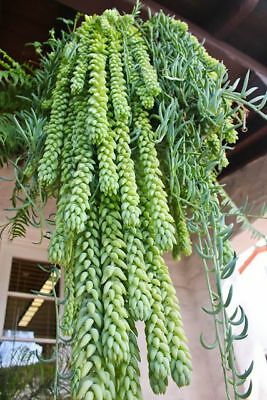 สร้อยไข่มุก (String of Pearls) / 100 เม็ด