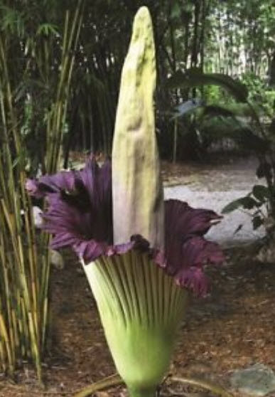 บุกยักษ์ หรือต้นซากศพ (Corpse flower) คละ / 40 เม็ด (Malaysia) หายาก