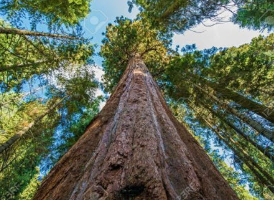 สนยักษ์ซีคัวญ่า (Sequoiadendron Giganteum) / 20 เม็ด (Portugal)*