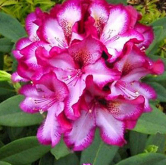 กุหลาบพันปี (Azalea) ชมพู-ขาว / 25 เม็ด