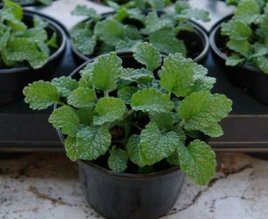 ฮอร์ฮาวด์ขาว (White Horehound) / 100 เม็ด (Portugal)
