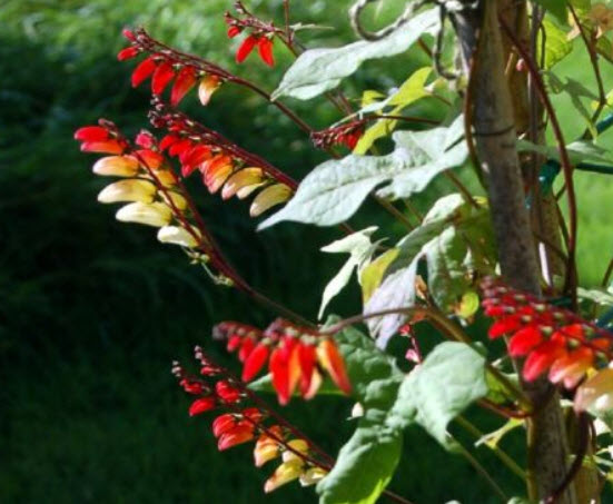 เขี้ยวมณี (Ipomoea Lobata) / 10 เม็ด (France)