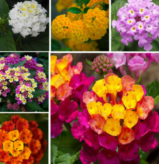 ผกากรอง (Lantana camara) คละ / 200 เม็ด (นอก)