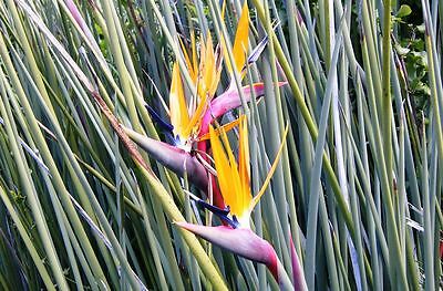 ปักษาสวรรค์ไร้ใบ (Strelitzia juncea) / 1 เม็ด (UK)