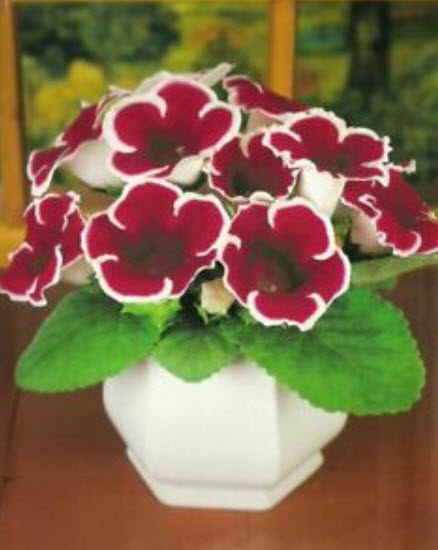 กล็อกซีเนีย (Gloxinia) คละ / 100 เม็ด (นอก)