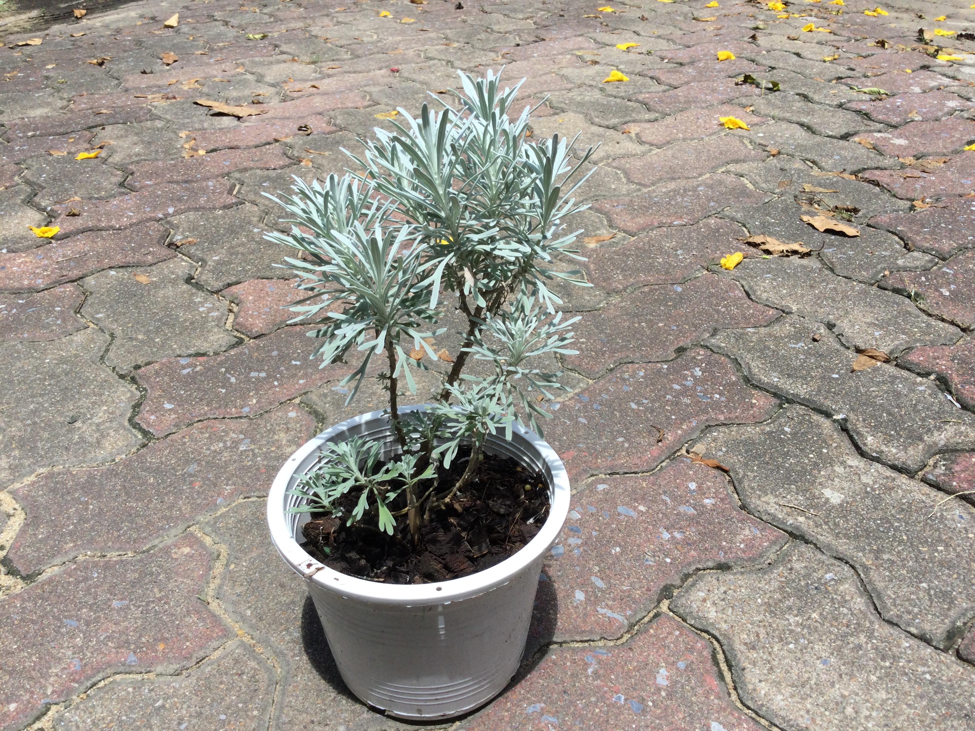 ต้นเบญจมาศเงิน หรือมังกรเงิน กระถาง 6 นิ้ว / ต้น