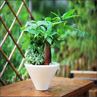 ศุภโชค หรือนุ่นน้ำ (Money tree) / 10 เม็ด (นอก)