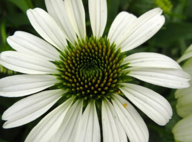 เอ็กไคนาเซีย (Echinacea) สีขาว / 100 เม็ด