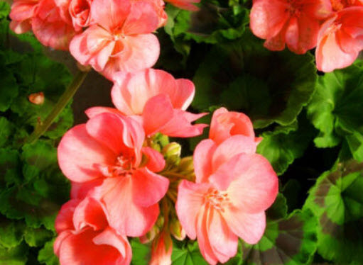 เจอราเนียม-แซลมอน เอฟทู (Geranium - Salmon F2) / 10 เม็ด (UK)